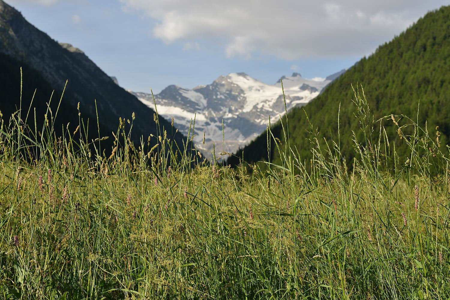 Lillaz Home - Cogne in estate